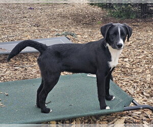 Ricky - Male Labrador Retriever Dog for Adoption - Photo #6