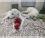 Small #1 Akbash-Great Pyrenees Mix