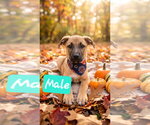 Small Photo #8 Black Mouth Cur-Siberian Husky Mix Puppy For Sale in Brooksville, FL, USA
