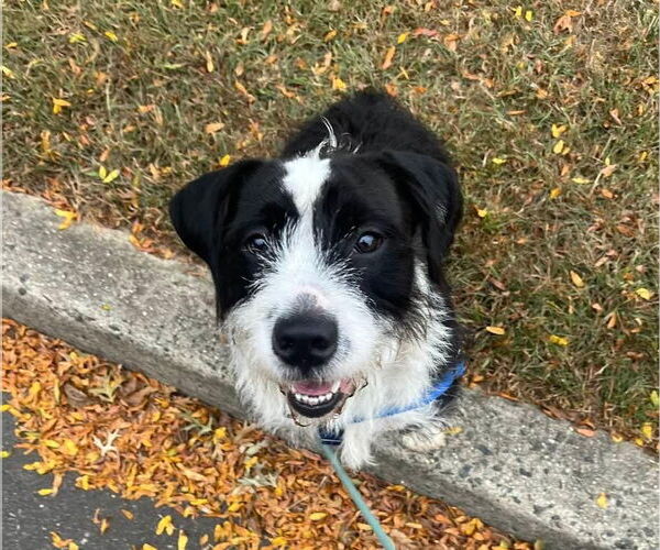 Medium Photo #2 Mutt Puppy For Sale in Lawrenceville, NJ, USA