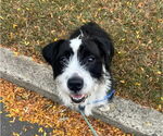 Small #1 Mutt