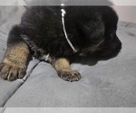 Small Photo #12 German Shepherd Dog Puppy For Sale in APACHE JUNCTION, AZ, USA