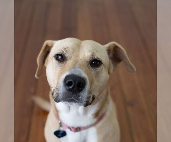 Medium Photo #9 American Pit Bull Terrier-Unknown Mix Puppy For Sale in Fargo, ND, USA