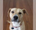 Small #8 American Pit Bull Terrier Mix