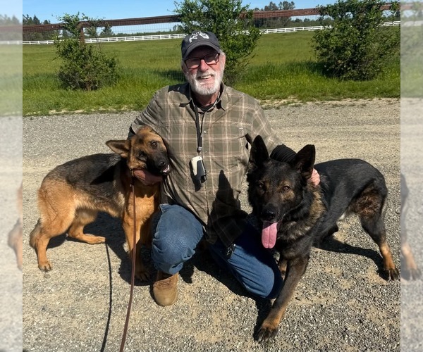 Medium Photo #2 German Shepherd Dog Puppy For Sale in MARIPOSA, CA, USA