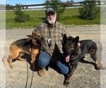 Small #1 German Shepherd Dog