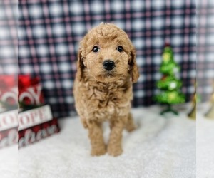 Goldendoodle Puppy for sale in ITASCA, TX, USA
