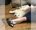 Small Photo #5 Great Pyrenees Puppy For Sale in Croydon, NH, USA