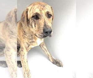 Plott Hound Dogs for adoption in Houston, TX, USA