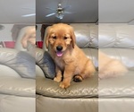 Small Photo #4 Golden Retriever Puppy For Sale in PARIS, TX, USA
