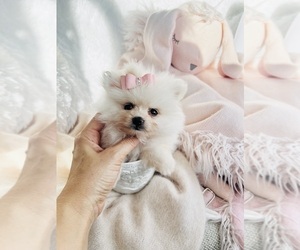Pomeranian Puppy for sale in WEST PALM BEACH, FL, USA
