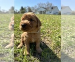 Small Photo #3 Golden Retriever Puppy For Sale in CROSSVILLE, TN, USA