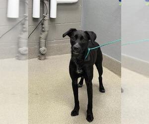 Labrador Retriever-Unknown Mix Dogs for adoption in Las Vegas, NV, USA