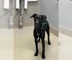 *CHICKEN NOODLE SOUP - Female Labrador Retriever-Unknown Mix Dog for Adoption - Small photo