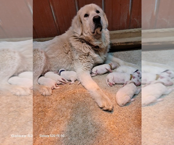 Medium Photo #5 Great Pyrenees Puppy For Sale in SCOTTSVILLE, KY, USA