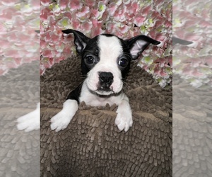 Faux Frenchbo Bulldog Puppy for sale in NEWARK, DE, USA
