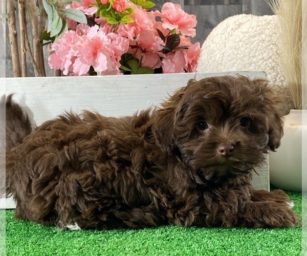 Medium Photo #4 Havanese Puppy For Sale in CANOGA, NY, USA