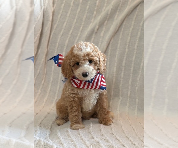 Medium Photo #9 Goldendoodle (Miniature) Puppy For Sale in SAINT MARYS, KS, USA