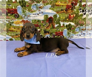 Dachshund Puppy for sale in WINNSBORO, LA, USA