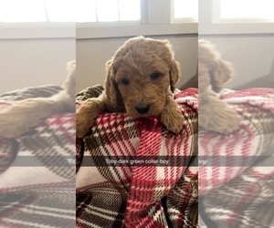 Goldendoodle Puppy for Sale in POMONA, Missouri USA