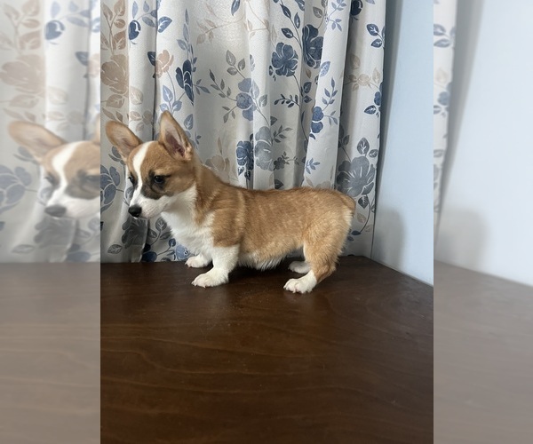 Medium Photo #8 Pembroke Welsh Corgi Puppy For Sale in DURHAM, CT, USA