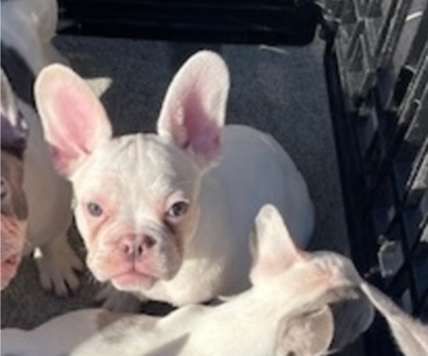 Medium Photo #2 French Bulldog Puppy For Sale in ANTIOCH, CA, USA