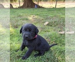 Puppy BLACK FEMALE Labrador Retriever