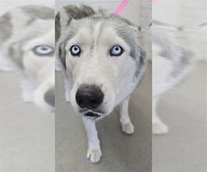 Siberian Husky Dogs for adoption in San Bernardino, CA, USA