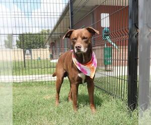 Labrador Retriever-Unknown Mix Dogs for adoption in San Antonio, TX, USA