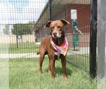 Small Labrador Retriever Mix