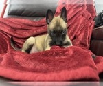 Small Photo #91 Belgian Malinois Puppy For Sale in REESEVILLE, WI, USA