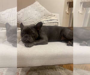 French Bulldog Dog for Adoption in SACRAMENTO, California USA