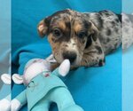 Small Photo #5 Catahoula Leopard Dog-Unknown Mix Puppy For Sale in Kanab, UT, USA