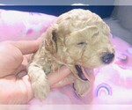 Small Photo #9 Poodle (Toy) Puppy For Sale in CARTHAGE, MO, USA