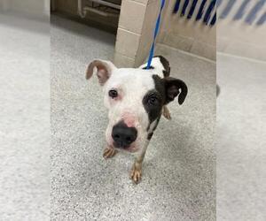 American Pit Bull Terrier-Unknown Mix Dogs for adoption in Conroe, TX, USA