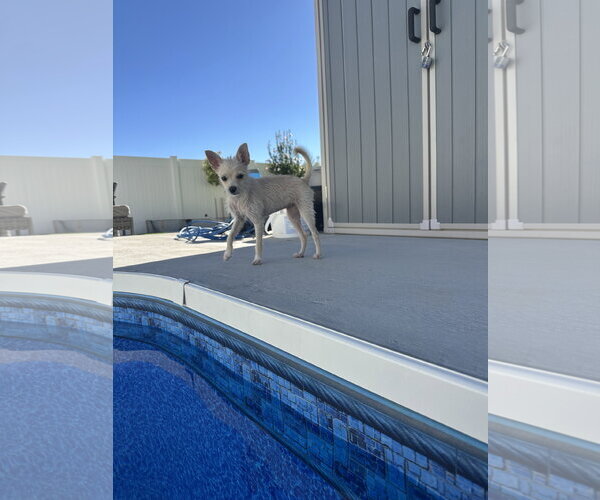 Medium Photo #7 Chihuahua-Unknown Mix Puppy For Sale in Sandy, UT, USA