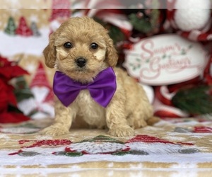 Bichpoo-Cavalier King Charles Spaniel Mix Puppy for sale in LANCASTER, PA, USA