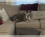 Small Photo #2 American Pit Bull Terrier-Unknown Mix Puppy For Sale in Spotsylvania, VA, USA
