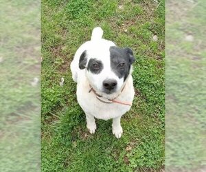 Mutt Dogs for adoption in Scottsboro, AL, USA