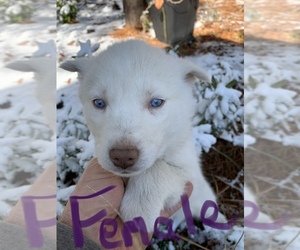 Siberian Husky Puppy for sale in WILLIAMSBURG, VA, USA