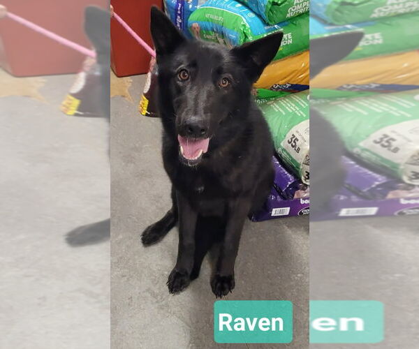 Medium Photo #3 Mutt Puppy For Sale in Richmond, IN, USA