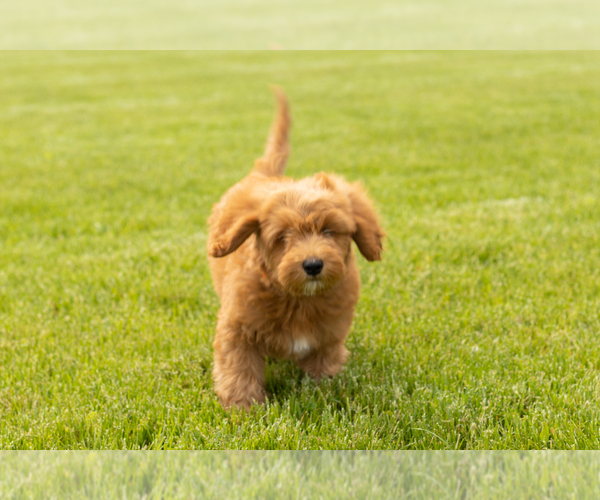 Medium Photo #7 Goldendoodle (Miniature) Puppy For Sale in WOLCOTTVILLE, IN, USA
