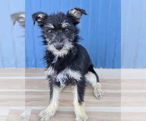 Mutt Dogs for adoption in Lakewood, CO, USA