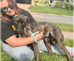 Small #1 Labrador Retriever Mix