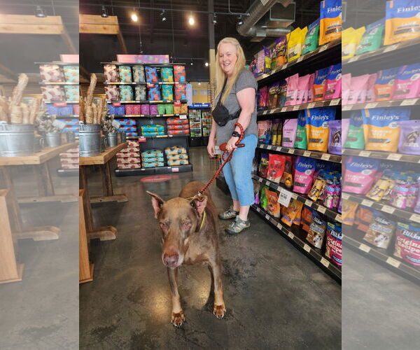 Medium Photo #9 Doberman Pinscher Puppy For Sale in Buffalo, MN, USA