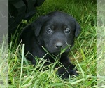 Small #20 Labrador Retriever