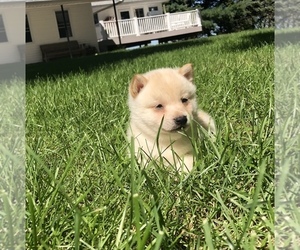 Shiba Inu Puppy for sale in SULLIVAN, IL, USA