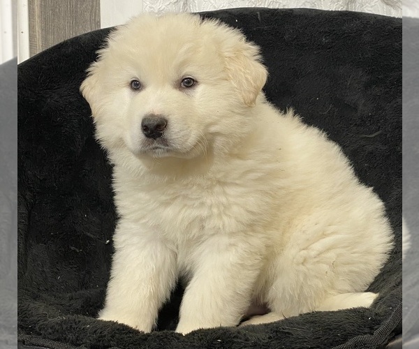 Medium Photo #6 Great Pyrenees Puppy For Sale in CANOGA, NY, USA