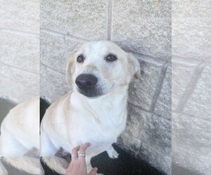 Ruby - Female Labrador Retriever-Unknown Mix Dog for Adoption - Photo #2