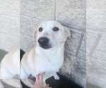 Small Photo #2 Labrador Retriever-Unknown Mix Puppy For Sale in Rockwall, TX, USA
